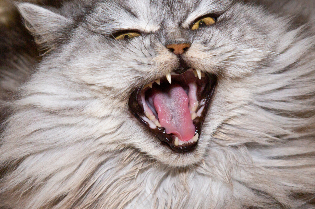 Positive reinforcement training for cats