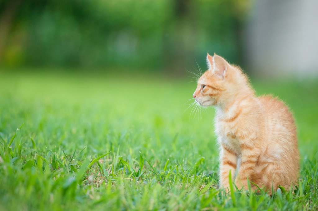 Understanding cat motivation and triggers