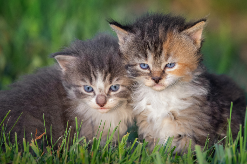 Feline command training tips