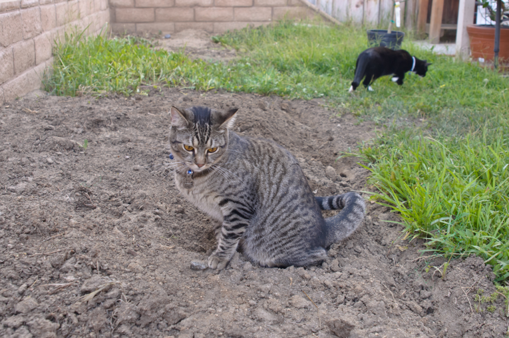 Monitoring and managing outdoor elimination behavior in cats