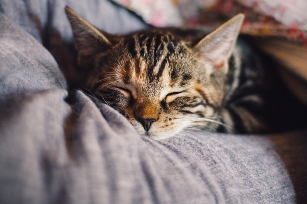 Establishing boundaries for cat sleeping arrangements