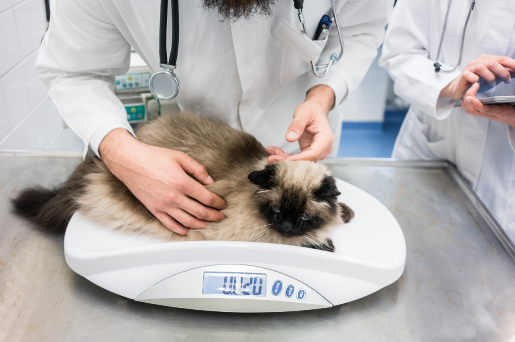 Controlling food portions to help cats lose weight