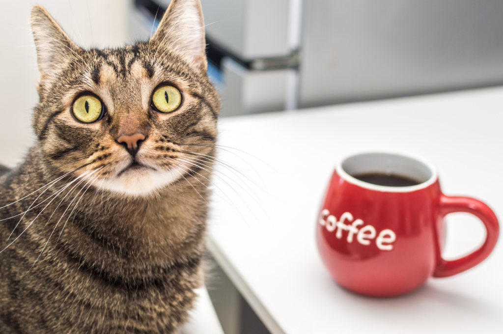 Dangers of coffee for felines