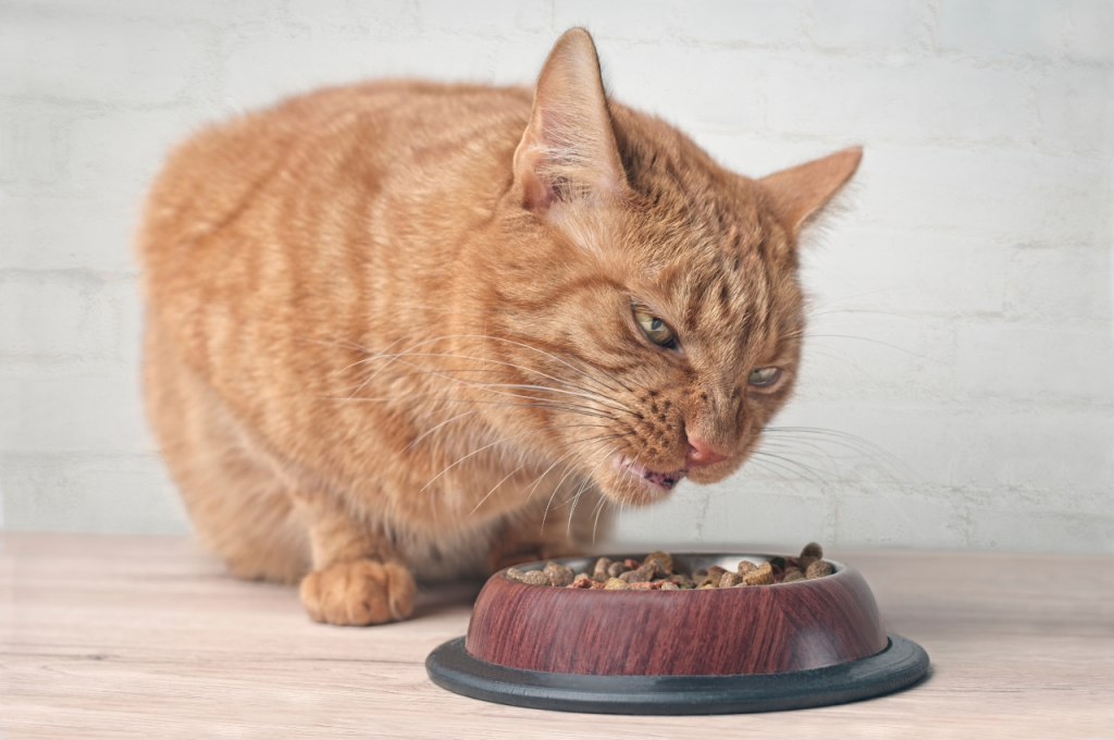 Healthy weight cat meals