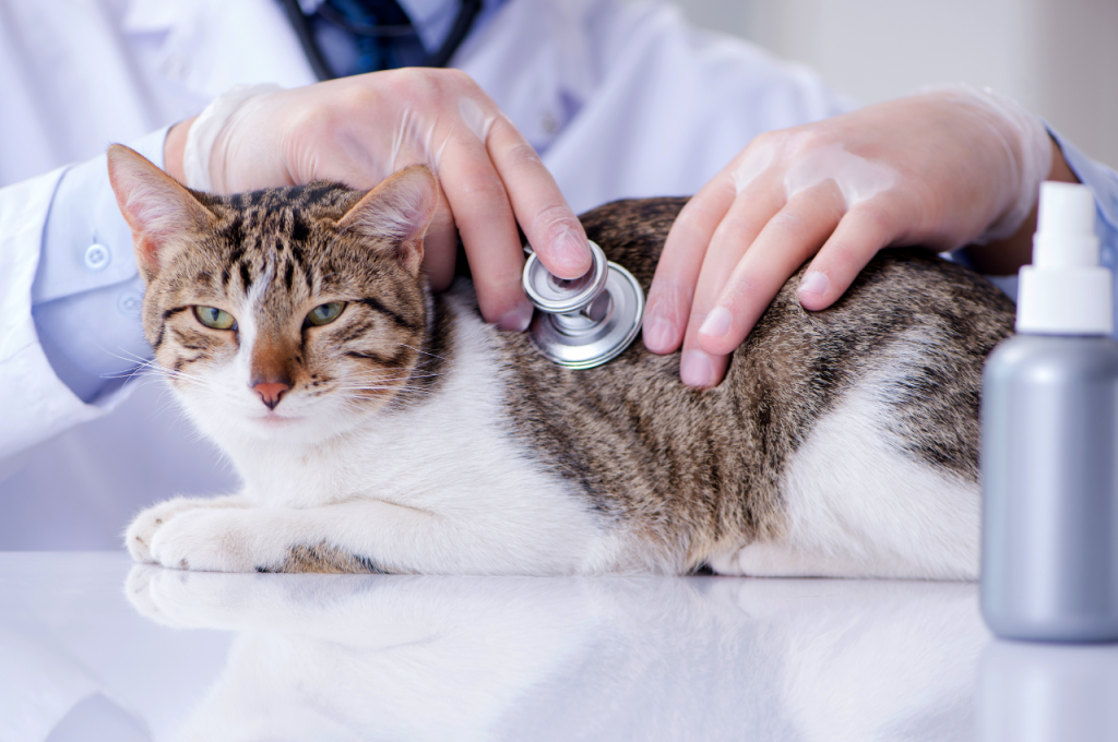 Weight loss formulas for cats