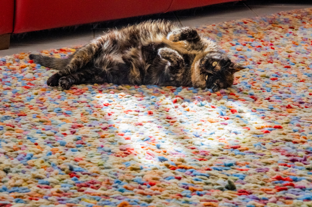 Low-calorie cat food for weight loss