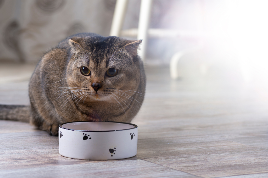 Best Fresh Cat Food: Top Picks Revealed