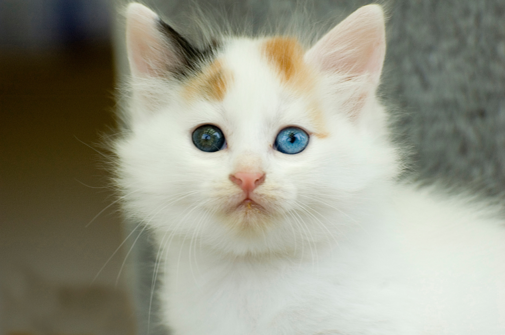 Enjoying the adorableness of your cat responsibly