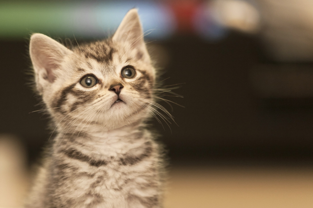 Cute cat name options