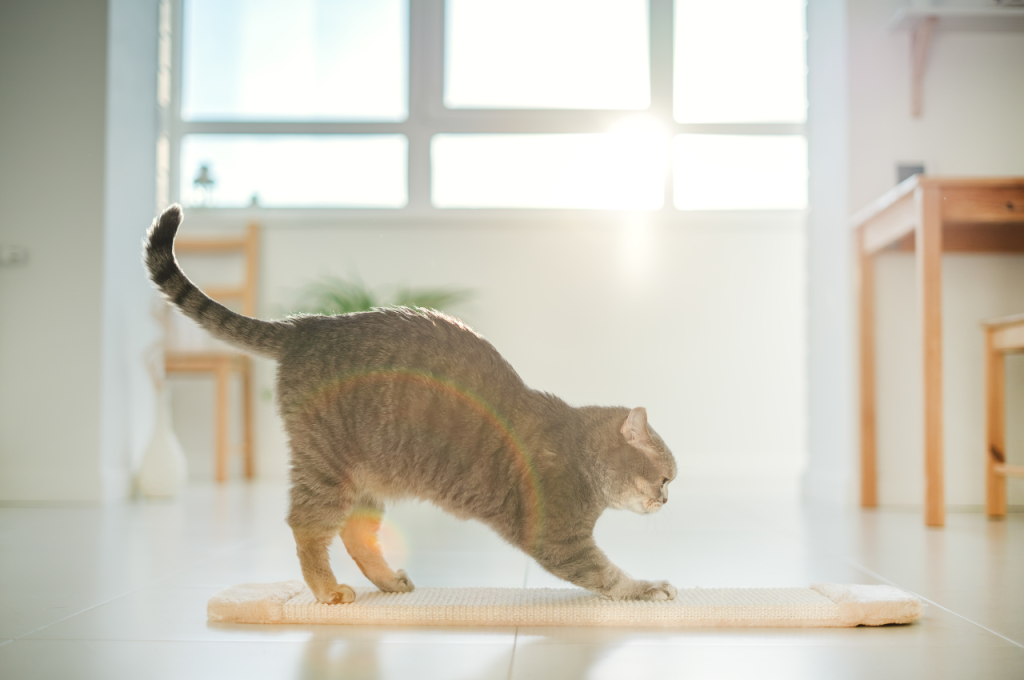 Understanding cat and dog needs