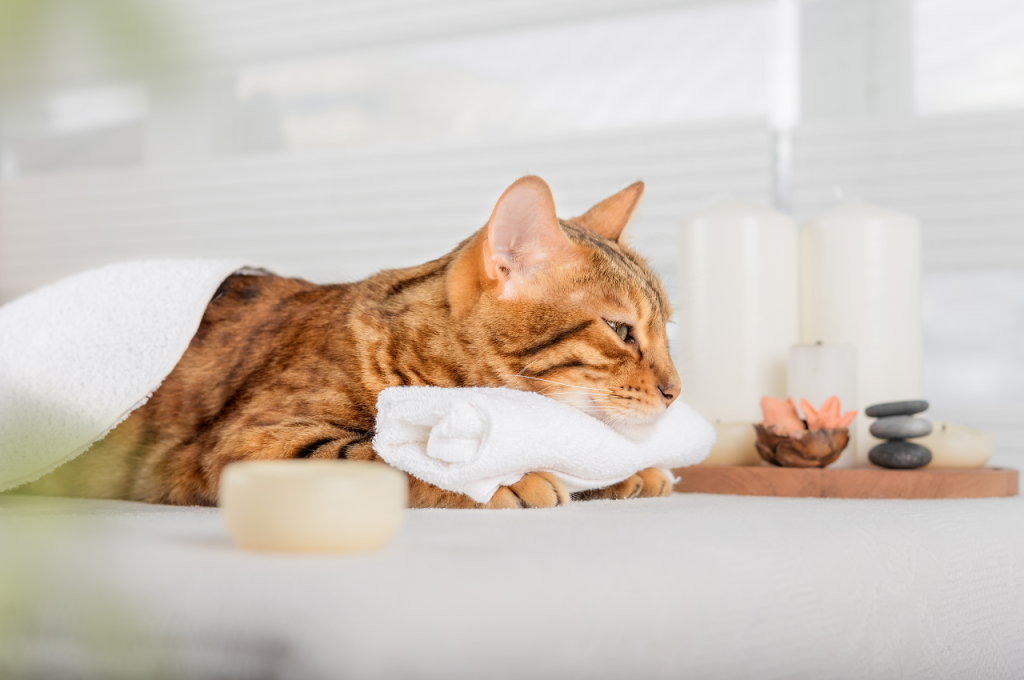Cat health management