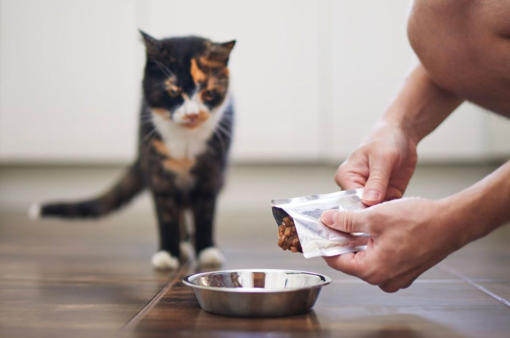 Cat feeding strategies for picky eaters
