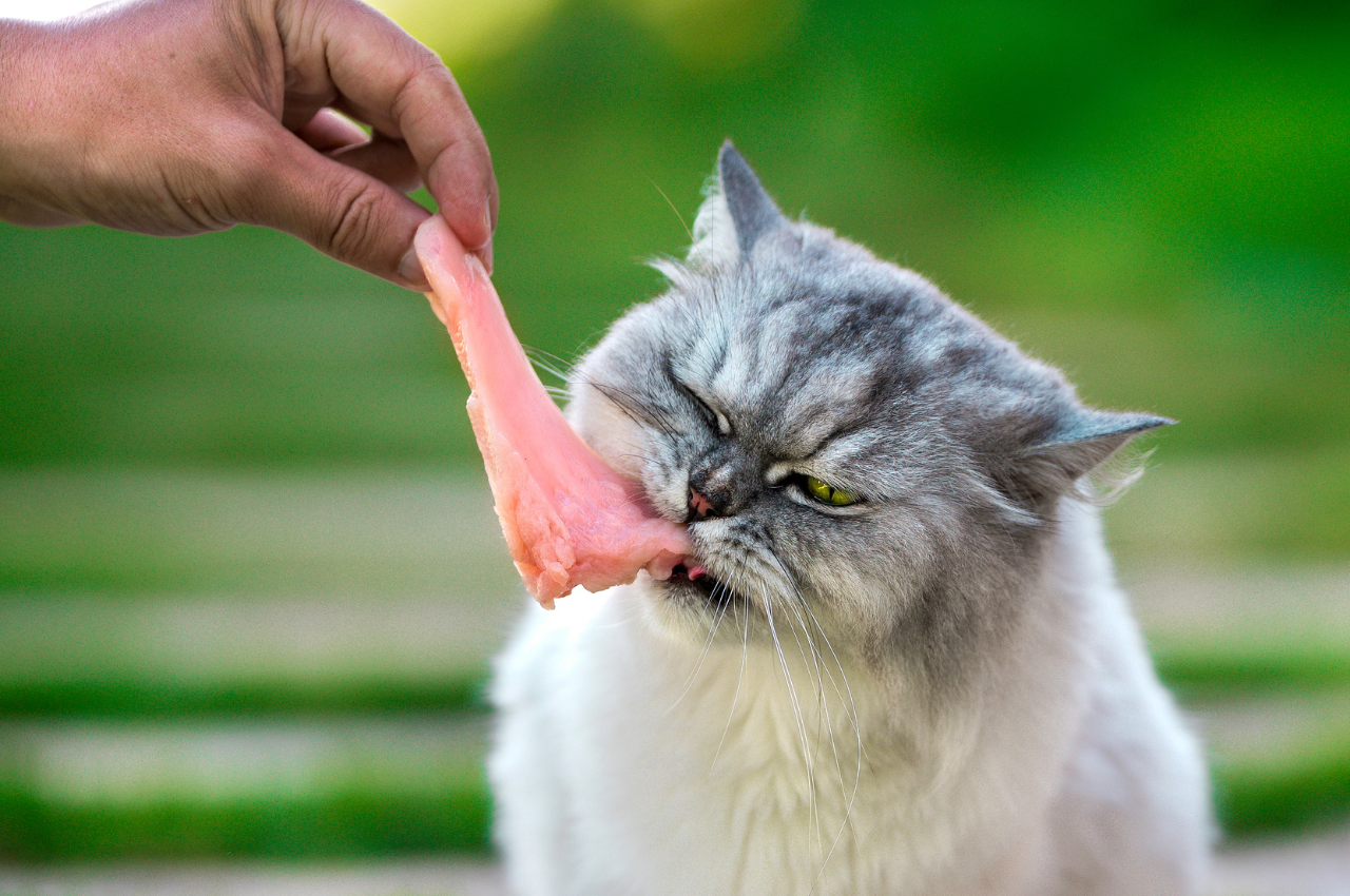 Natural raw cat food choices