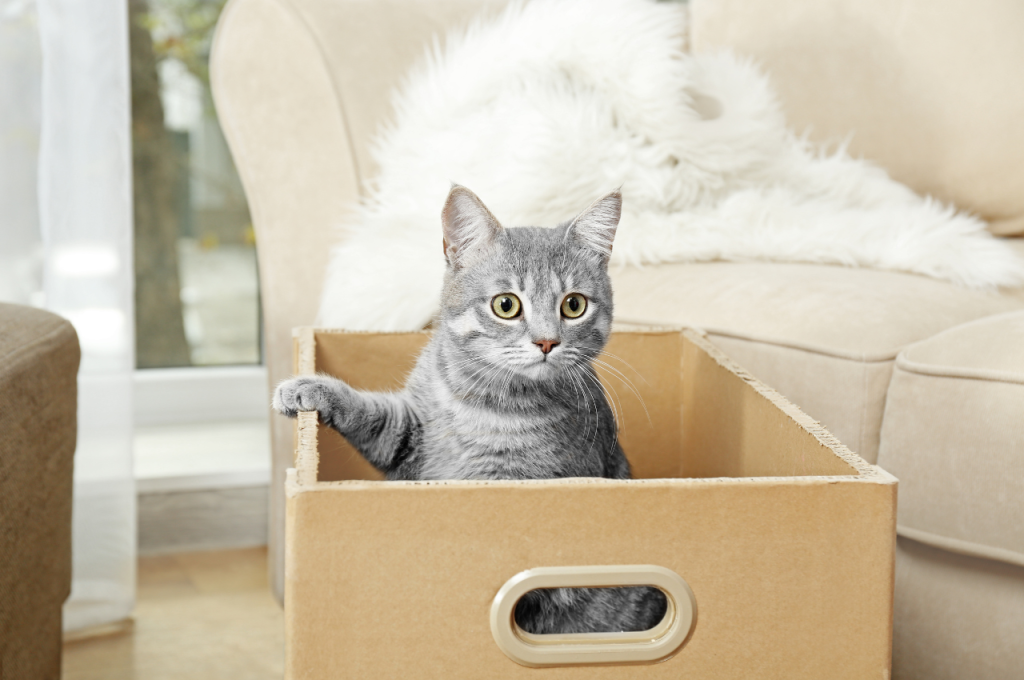 Establishing boundaries for indoor cats