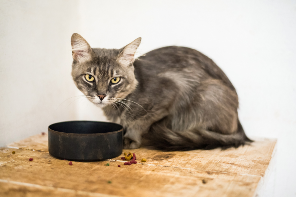 Risks of feeding cats rice