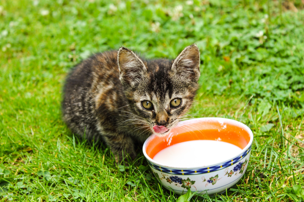 Cat-friendly beverages