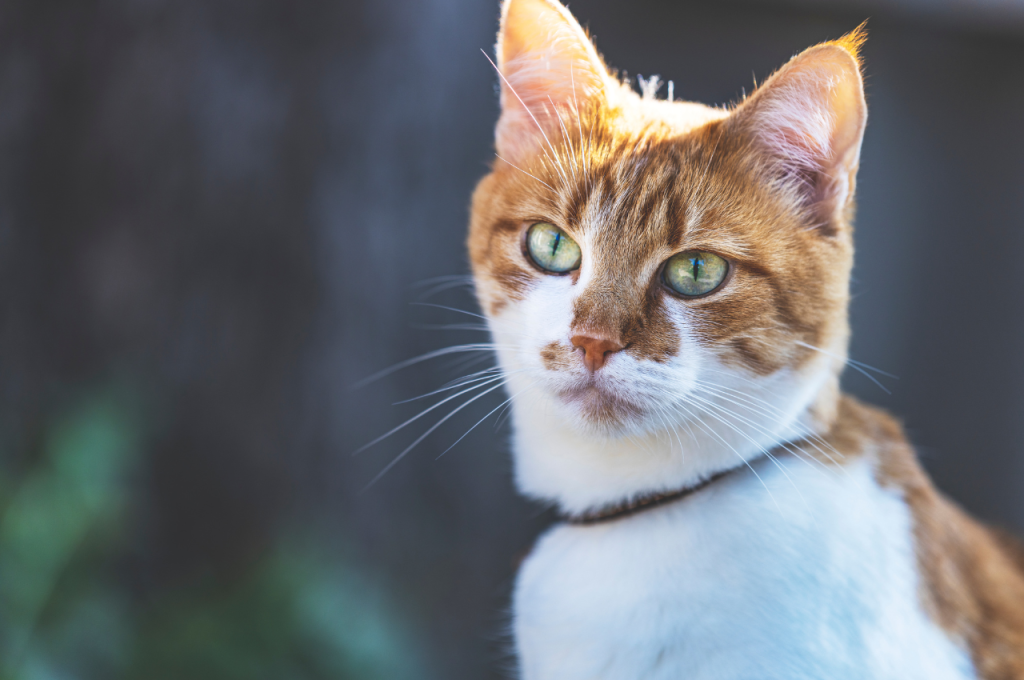 Feline color perception