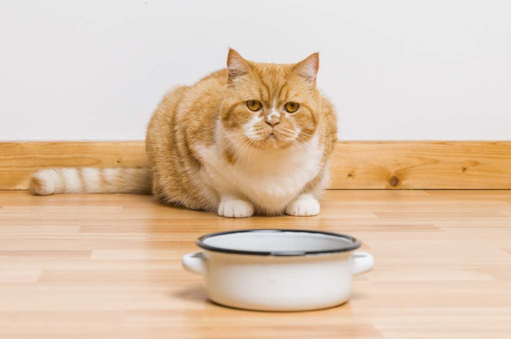 Most loved cat food varieties