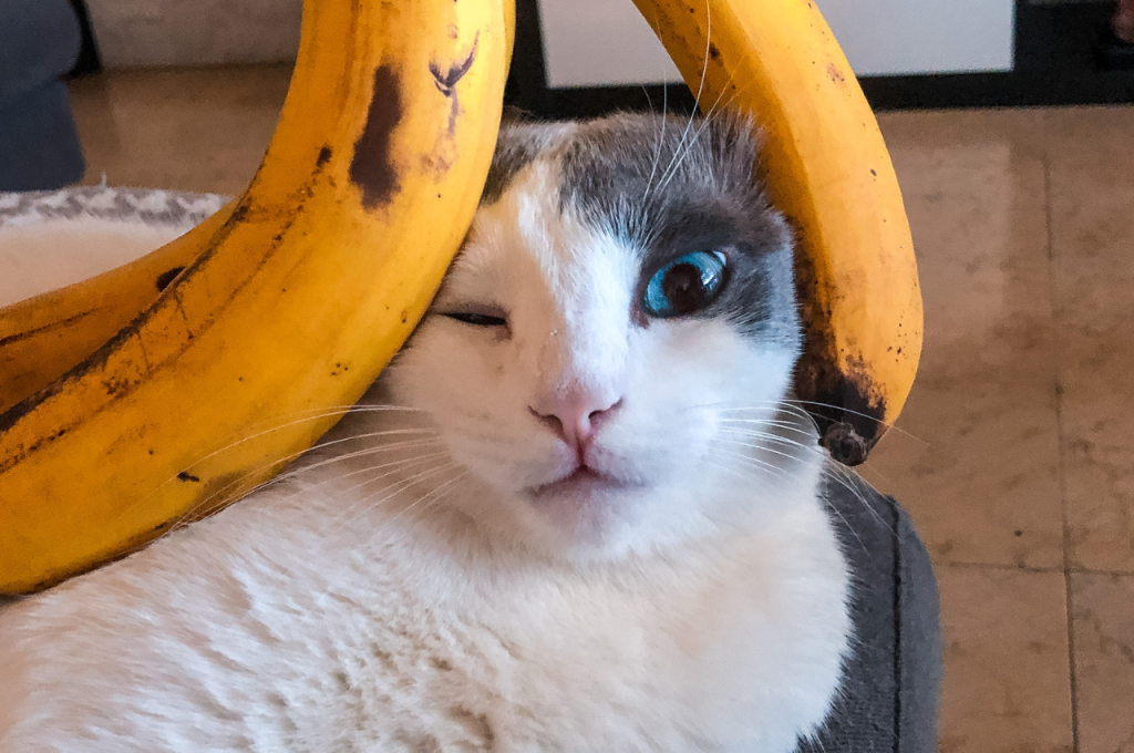 Risks of feeding bananas to cats