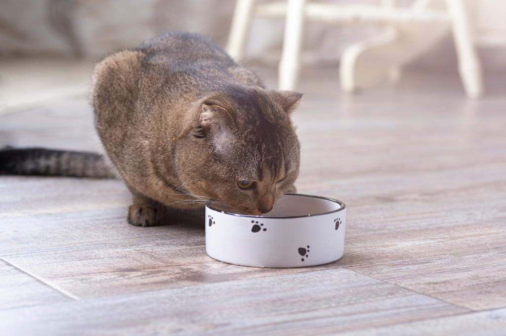 Rice in feline nutrition