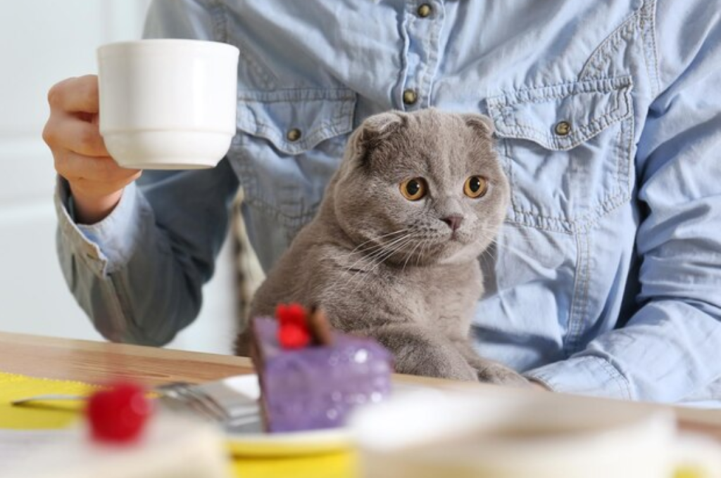 Tea safety for cats