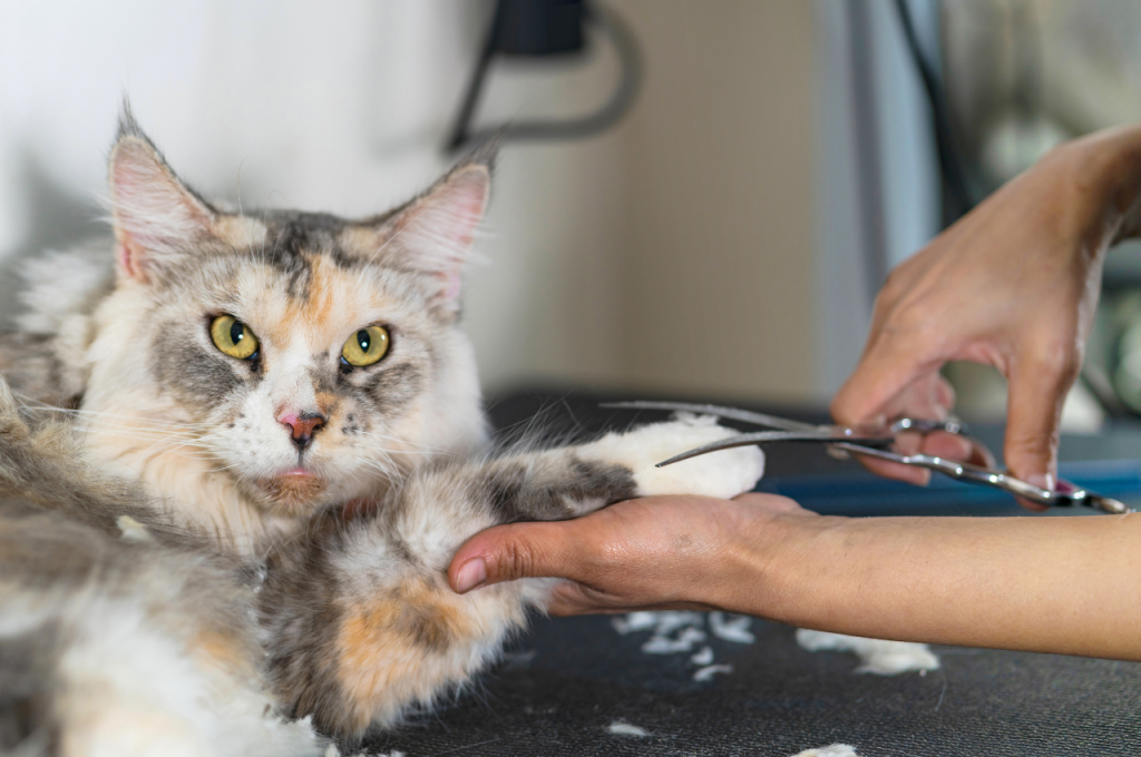 Tips for managing cat shedding