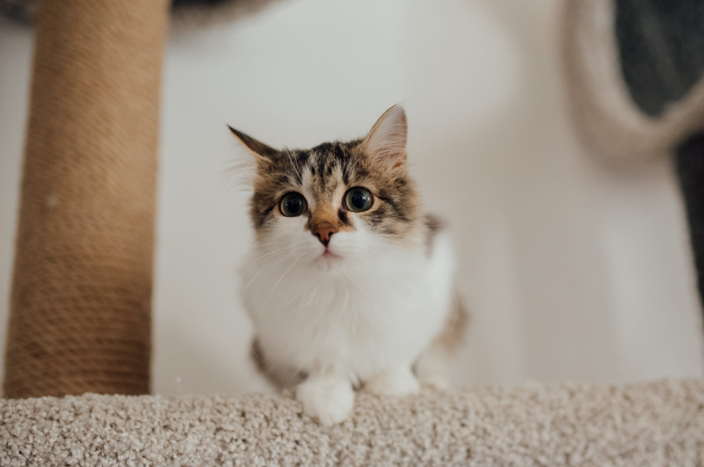 Cat expressions of joy