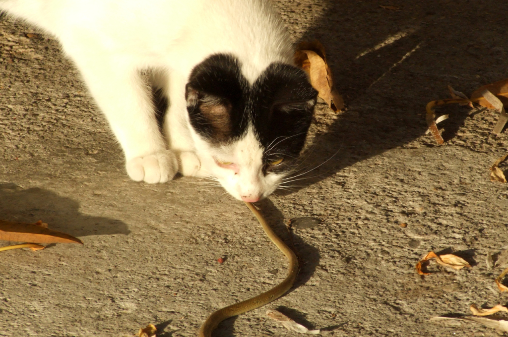 Cat and snake race results