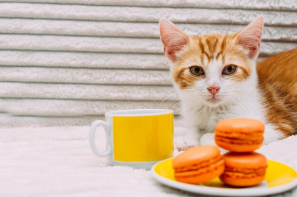 Sugar consumption for cats