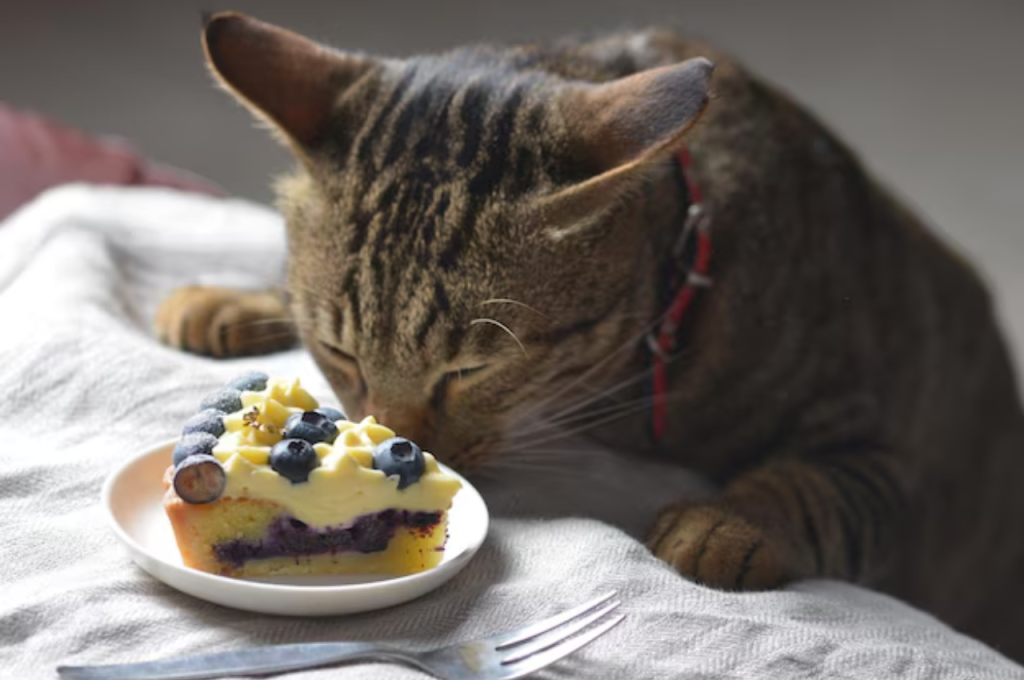 Feline diet and cake