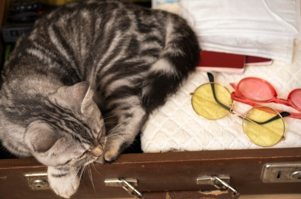 Alcohol consumption and cats