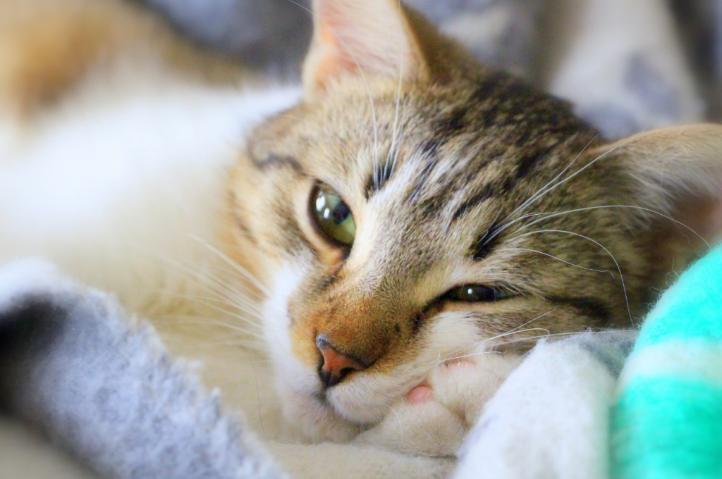 Feline response to music