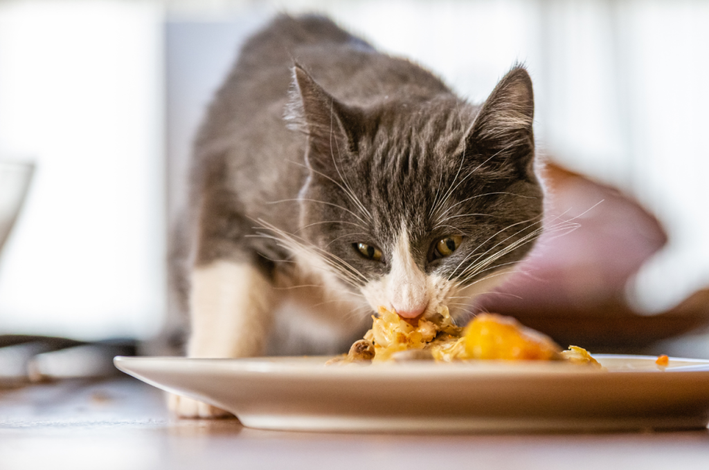 Chicken as a cat food option