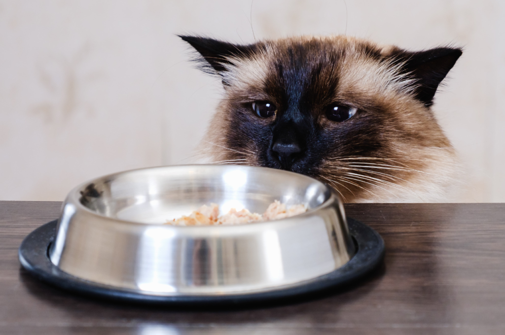 Top cat food choices