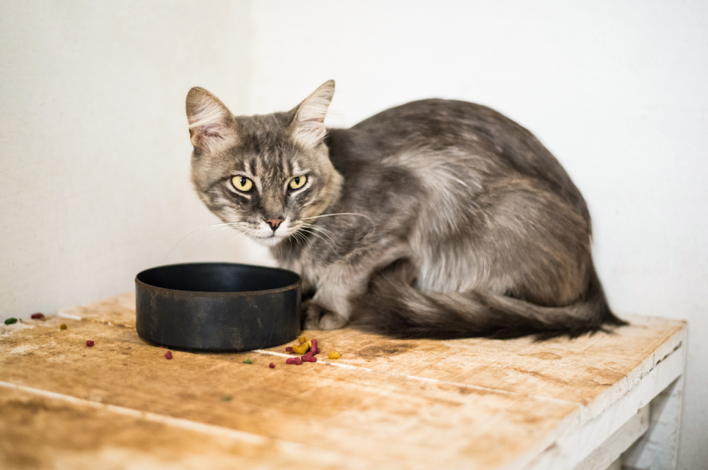 Risks of feeding potatoes to cats