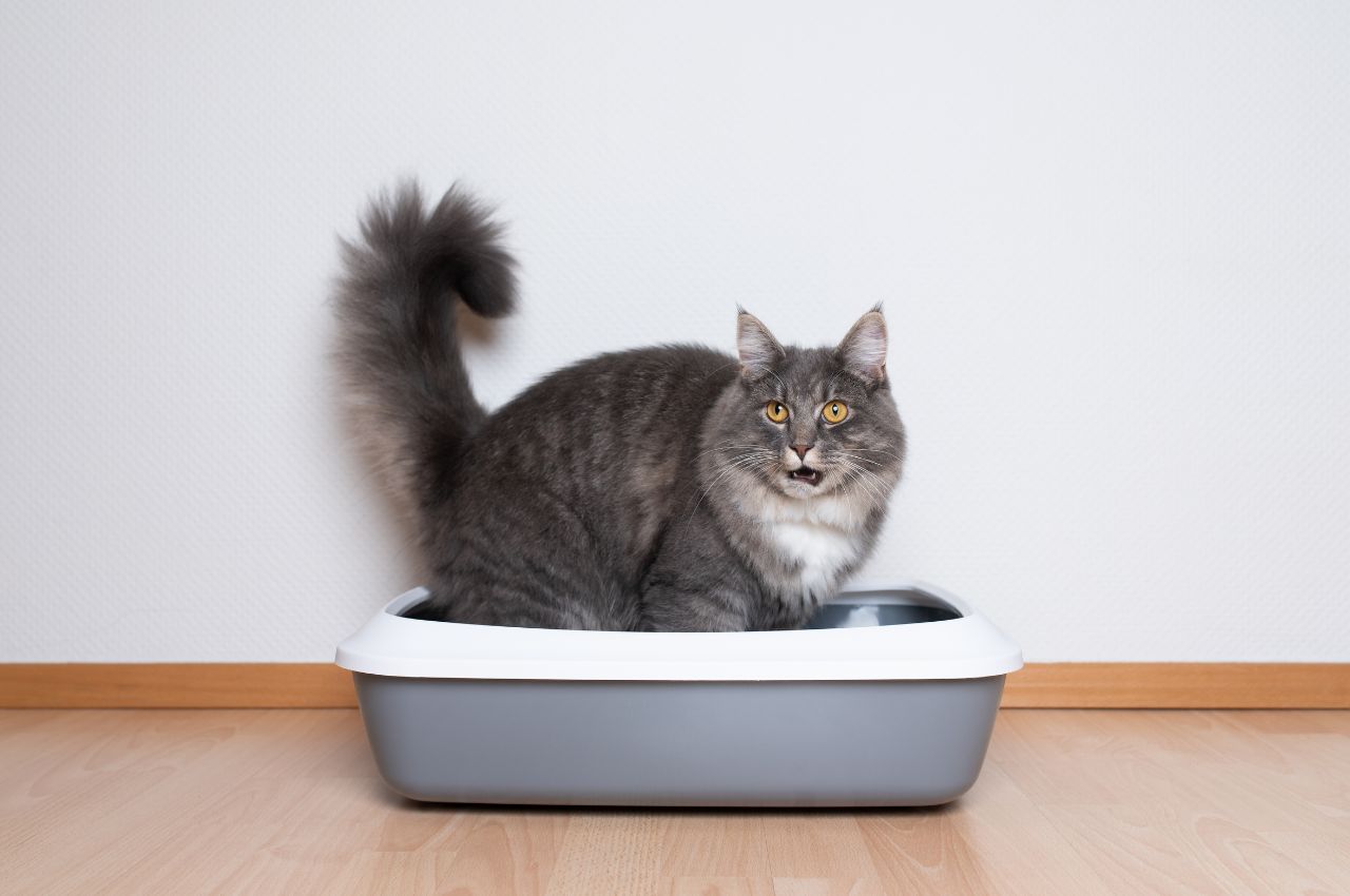 Training older cats to use the litter box