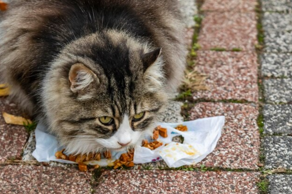 Is daily chicken safe for cats?