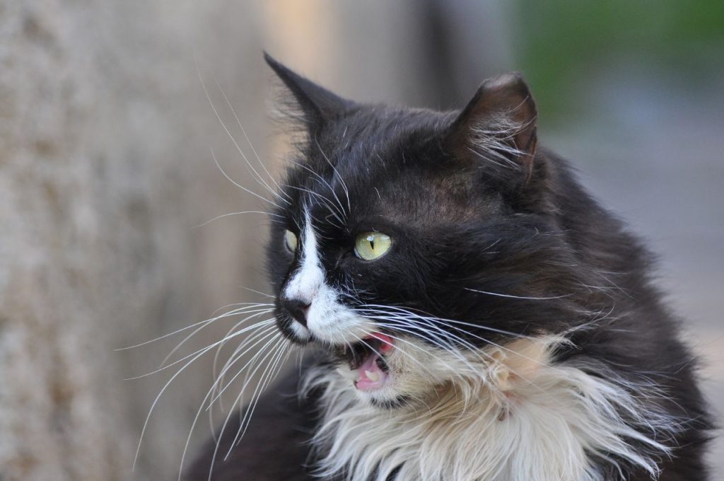 Techniques for cat vocalization training