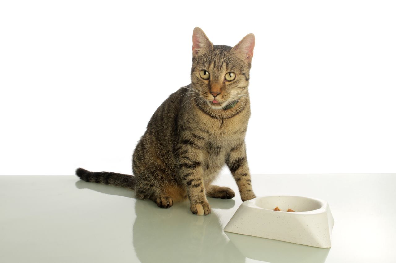 Cat-friendly vegetables