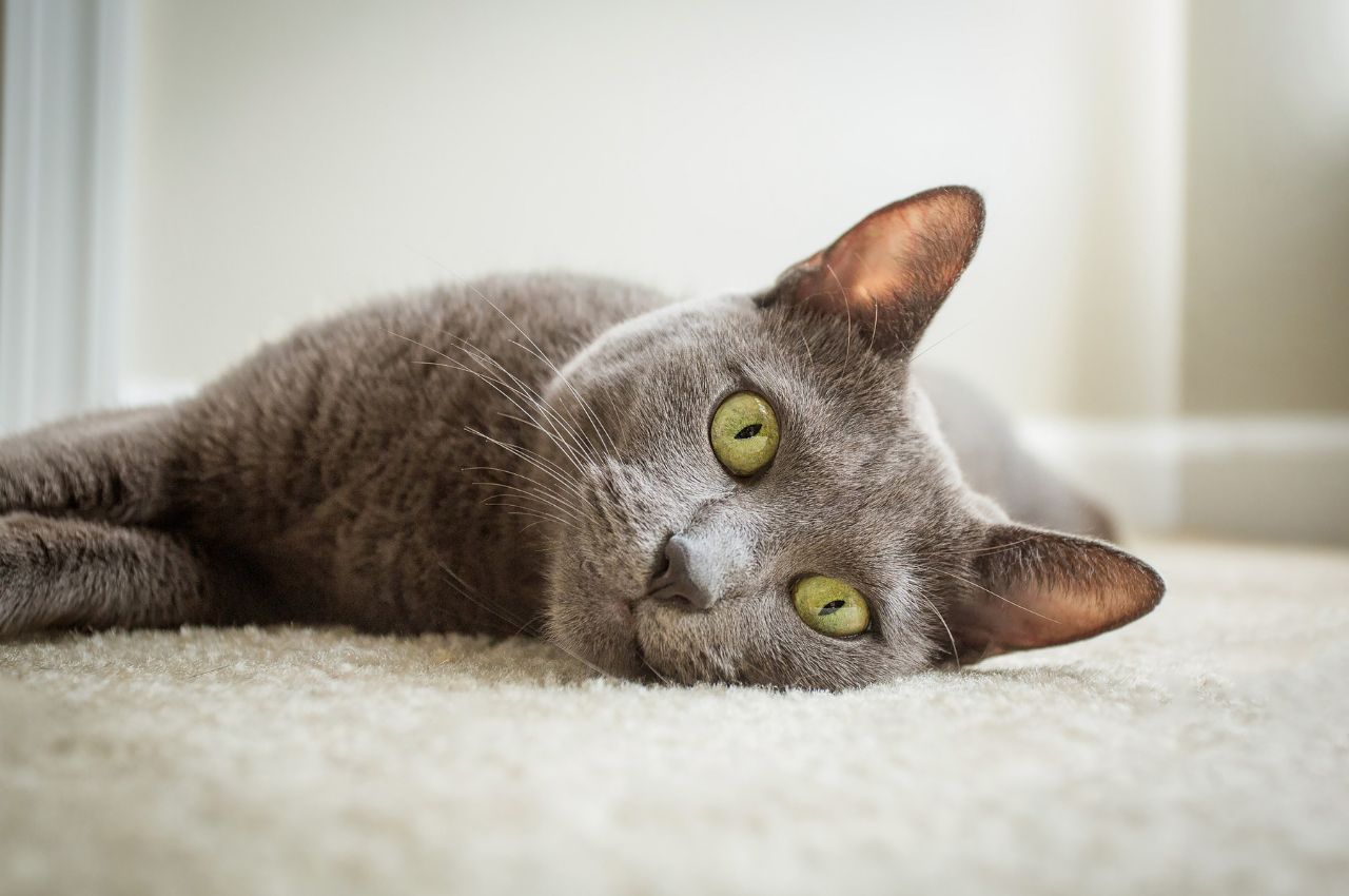 Enhancing cat longevity