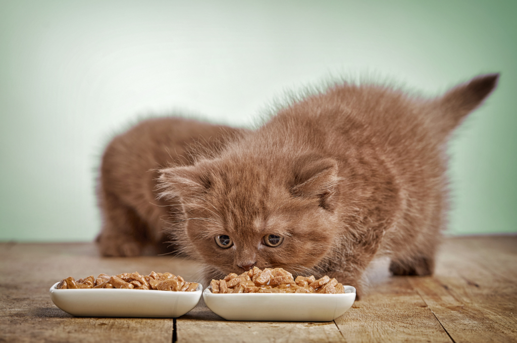 Premium cat food choices