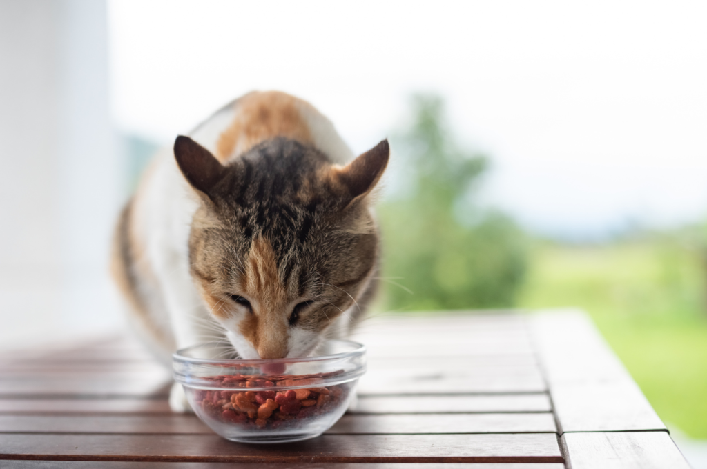 Nutritious cat food brands