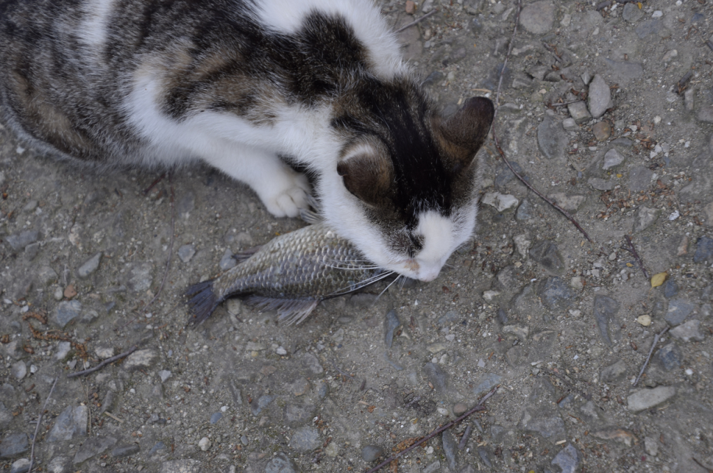 Oral health issues in cats