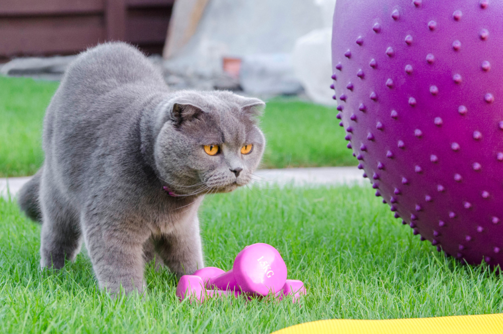 Keeping your cat fit and well
