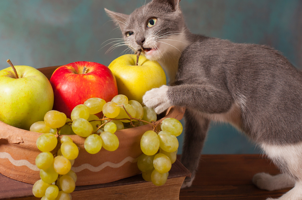 Healthy fruits for cats