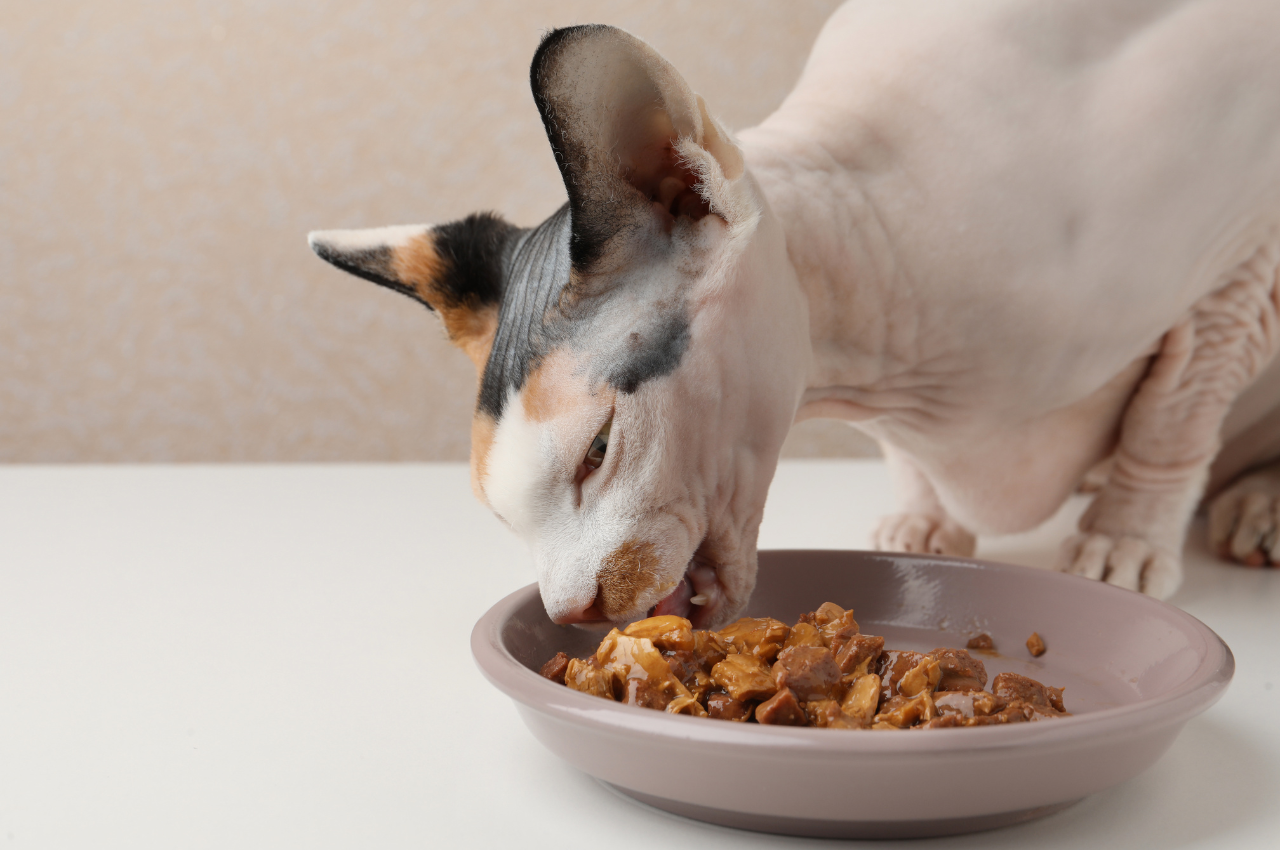 Wet cat food with natural ingredients