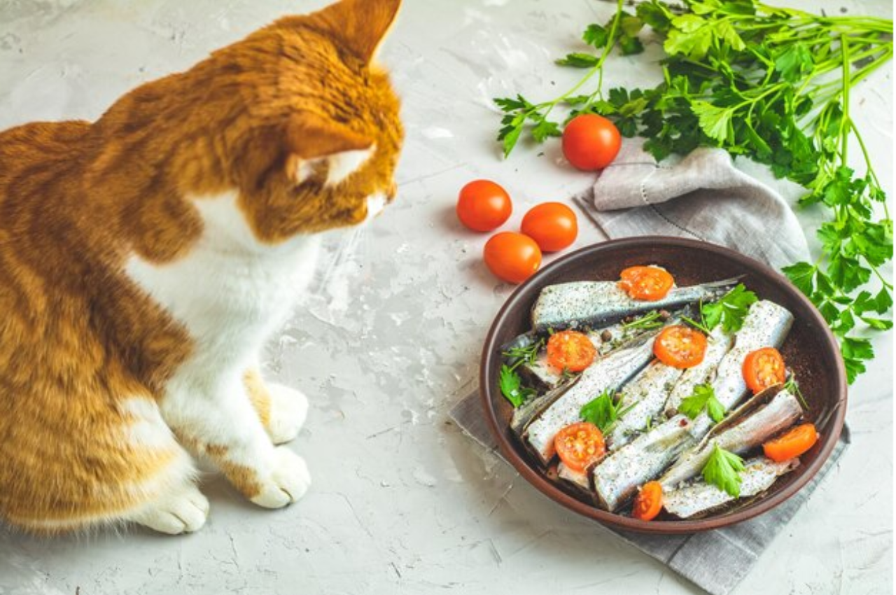 Cat food options: tuna vs salmon
