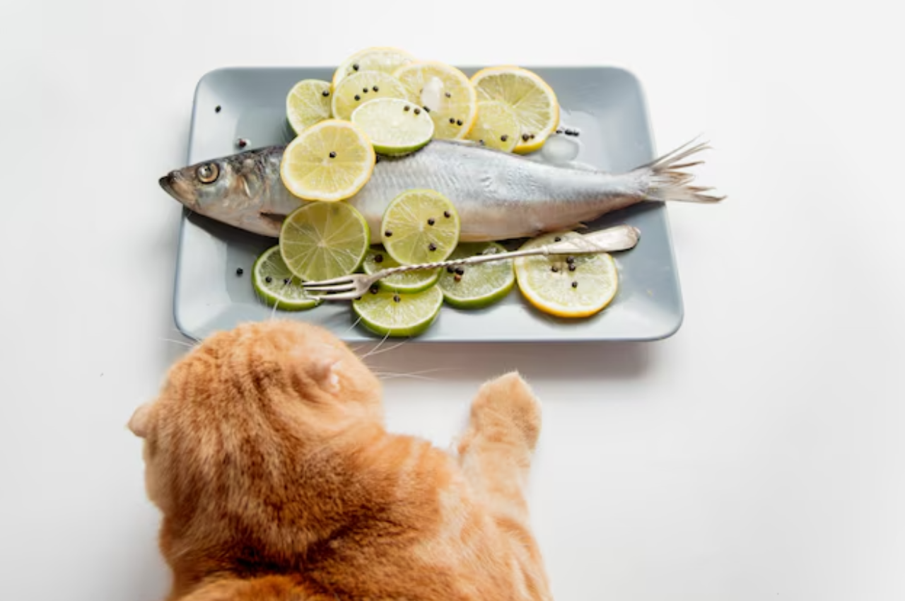 Is salmon good for cats