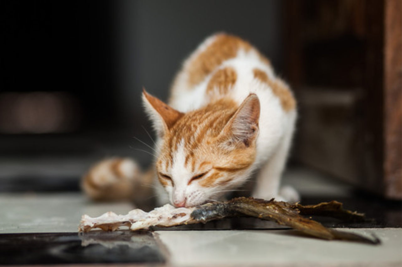 Is tuna good for cats