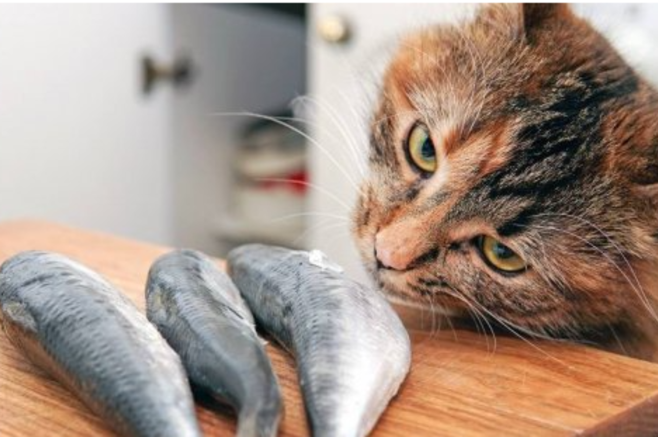 What fish is best for cats?